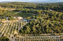 EVOO and wine tasting. Guided Tour of the Olive Tree in Mallorca