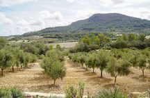 EVOO and wine tasting. Guided Tour of the Olive Tree in Mallorca