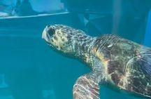 Zakynthos turtle spotting & swimming Tour with fully clear boat