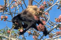 Private Monkey Sanctuary Trails with Zipline Canoe and Cenote