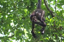 Private Monkey Sanctuary Trails with Zipline Canoe and Cenote