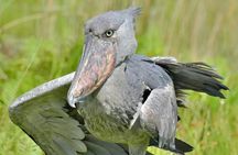 Shoebill Stork Watching Tour in Mabamba Swamp – Uganda Birding 