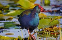 Shoebill Stork Watching Tour in Mabamba Swamp – Uganda Birding 