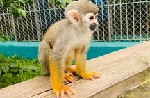 Damajagua 27 Waterfalls and Monkey Jungle Adventure