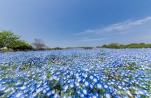 YokaBus Fukuoka Uminonakamichi, Strawberry Farm and Chinkokuji