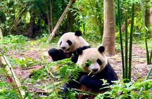 All Inclusive Chengdu Private Day Tour to Panda Breeding Base andCity Highlights
