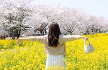 Jeju: Eastern Spring Cherry blossom& Canola & UNESCO Tour