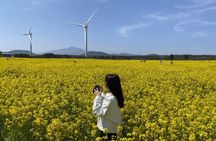Jeju: Eastern Spring Cherry blossom& Canola & UNESCO Tour