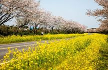 Jeju: Eastern Spring Cherry blossom& Canola & UNESCO Tour