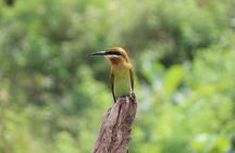 Udawalawe National Park - Full Day Safari Tour