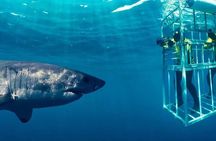 Shark Cage Diving Adventure in Gansbaai