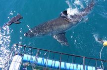 Shark Cage Diving Adventure in Gansbaai