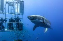 Shark Cage Diving Adventure in Gansbaai