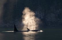 Ultimate Coastal Wildlife Tour