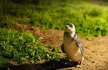 Penguin Parade Express Private Tour Melbourne to Phillip Island