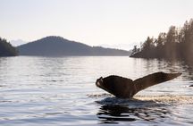 Ultimate Coastal Wildlife Tour