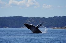 Ultimate Coastal Wildlife Tour