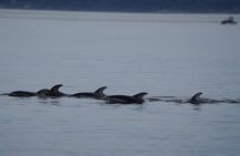 Ultimate Coastal Wildlife Tour