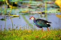 Muthurajawela Wetlands: Scenic Boat Ride & Birdwatching Tour
