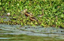 Muthurajawela Wetlands: Scenic Boat Ride & Birdwatching Tour