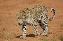 Jaipur Jhalana Amagarh Leopard Reserve 4x4 Jeep Safari