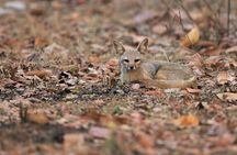 Jaipur Jhalana Amagarh Leopard Reserve 4x4 Jeep Safari