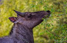Jaipur Jhalana Amagarh Leopard Reserve 4x4 Jeep Safari