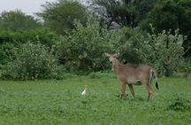 Jaipur Jhalana Amagarh Leopard Reserve 4x4 Jeep Safari