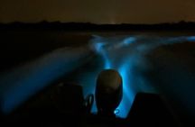Bioluminescence Night Tour in Hopkins, Belize