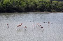 Curacao Private Full-Island Tour with Local Guide