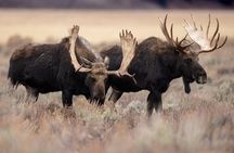 4 Hour Wildlife Safari in Grand Teton National Park