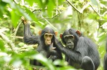1 Day Chimpanzee Trekking Safari to Kibale National Park