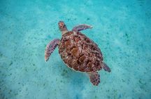 Half day boat South Martinique snorkeling turtles and relaxation