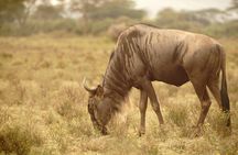 Hell’s Gate, Naivasha & Crescent Island Day Safari