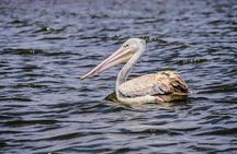 Hell’s Gate, Naivasha & Crescent Island Day Safari