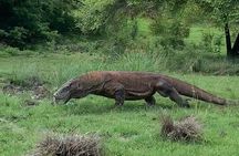 Komodo Shore Excursion From Cruise Ship