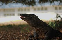 Komodo Shore Excursion From Cruise Ship