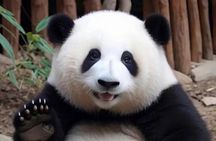 Private Chengdu Layover Pandas and City Walk