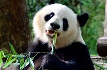 Private Chengdu Layover Pandas and City Walk