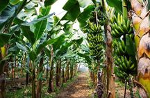 Alanya 3 in 1 Sapadere Waterfalls Dim Stream and Dim Cave Tour
