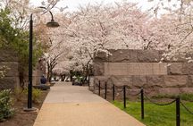 DC Cherry Blossoms Insiders Tour