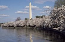 DC Cherry Blossoms Insiders Tour