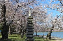DC Cherry Blossoms Insiders Tour