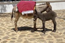 Exclusive Private Tangier Tour: Culture & Coast