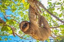 Roatán Private Snorkeling, Wildlife Park, and West Bay Beach