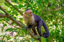 Roatan Private Tour Wildlife Snorkeling and Beach Cruise