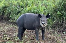 Tapir Valley Nature Reserve Experience Bijagua