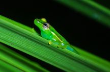 Tapir Valley Nature Reserve Experience Bijagua