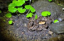 Tapir Valley Nature Reserve Experience Bijagua