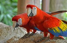 Custom Private Roatan Shuttle Tour: Explore at Your Own Pace